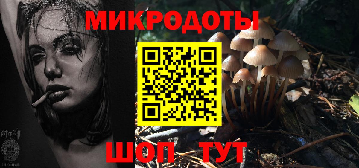 Псилоцибиновые грибы Psilocybe Псков